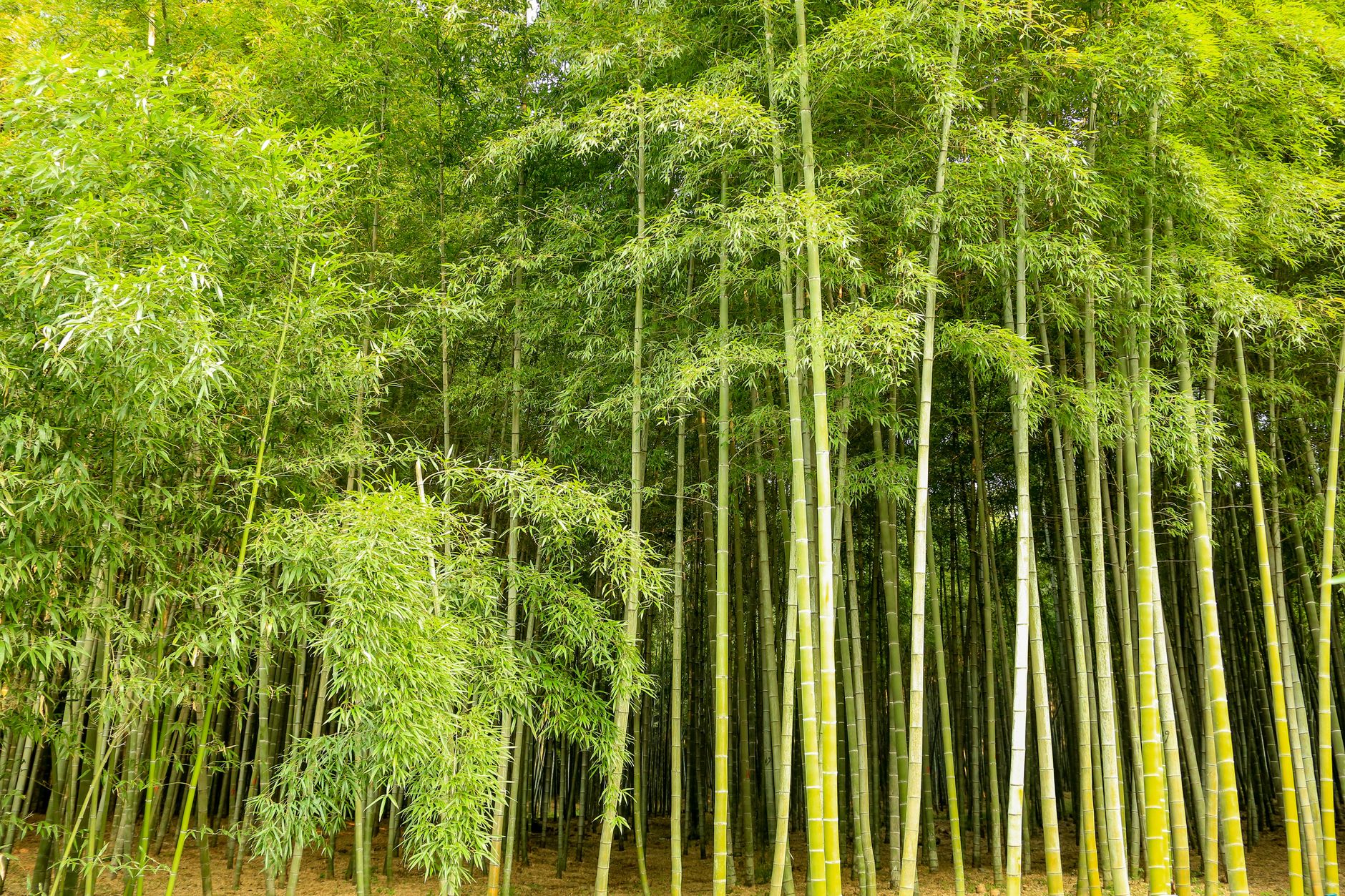 竹笋破土而出快速生长的延时摄影画面