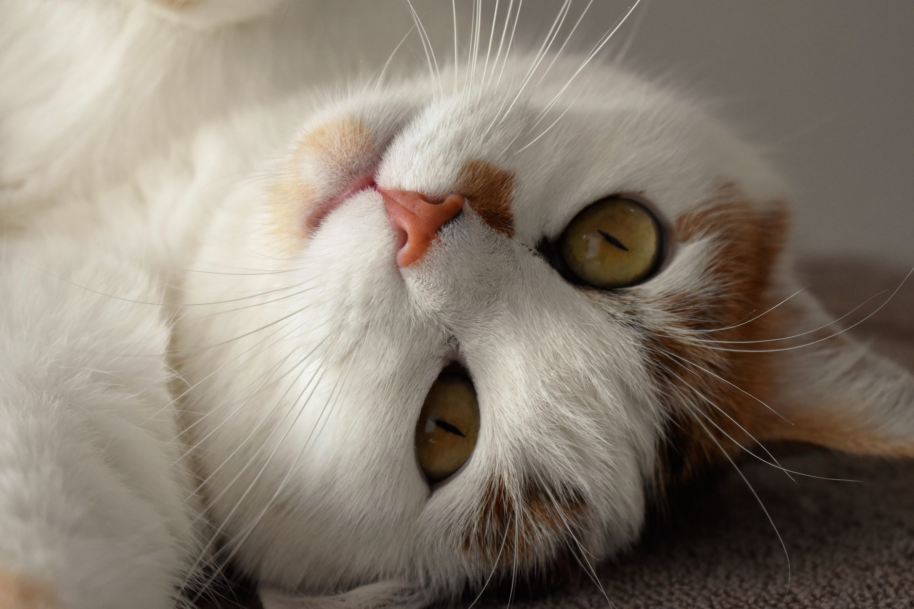 一只猫闭着眼睛发出呼噜声的特写