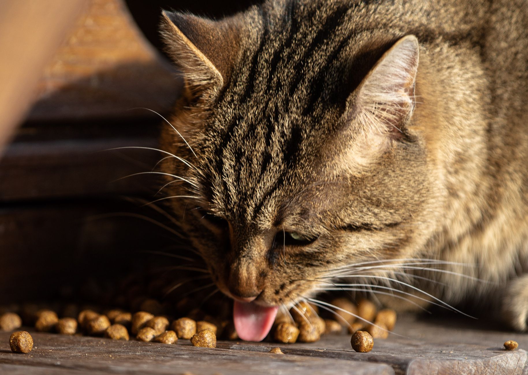 猫在舔食的近距离特写