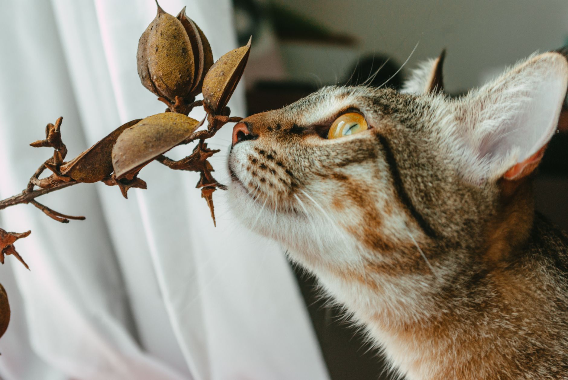 一只猫正在闻银藤的叶片