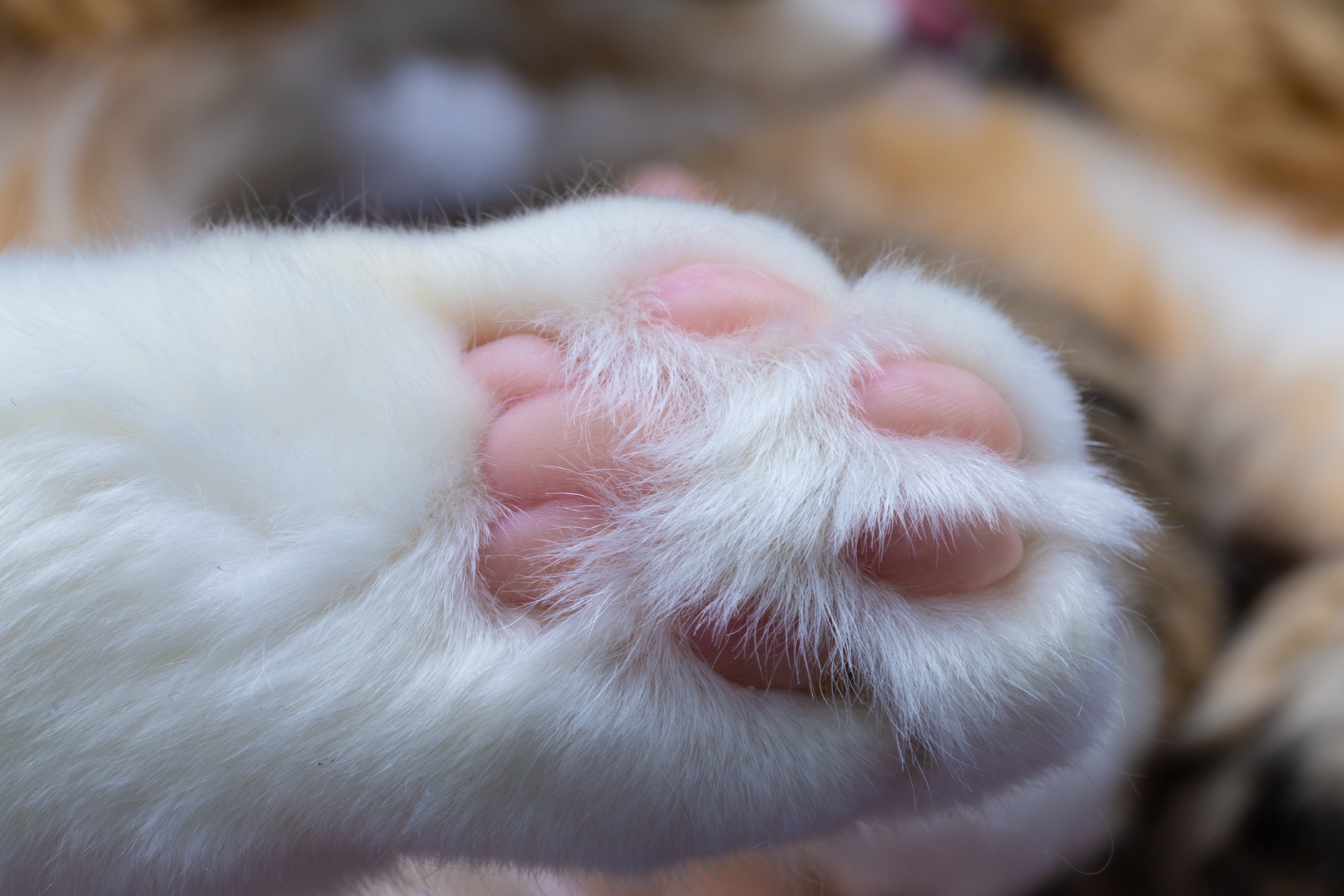 一只黑白相间的猫，前爪可见六个脚趾