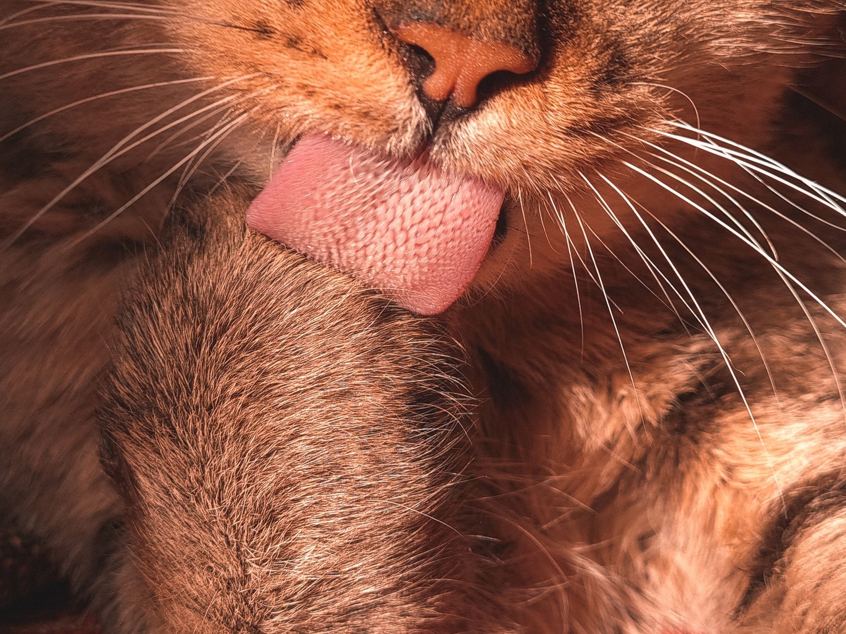 猫伸出舌头的特写，舌面可见细小乳突。