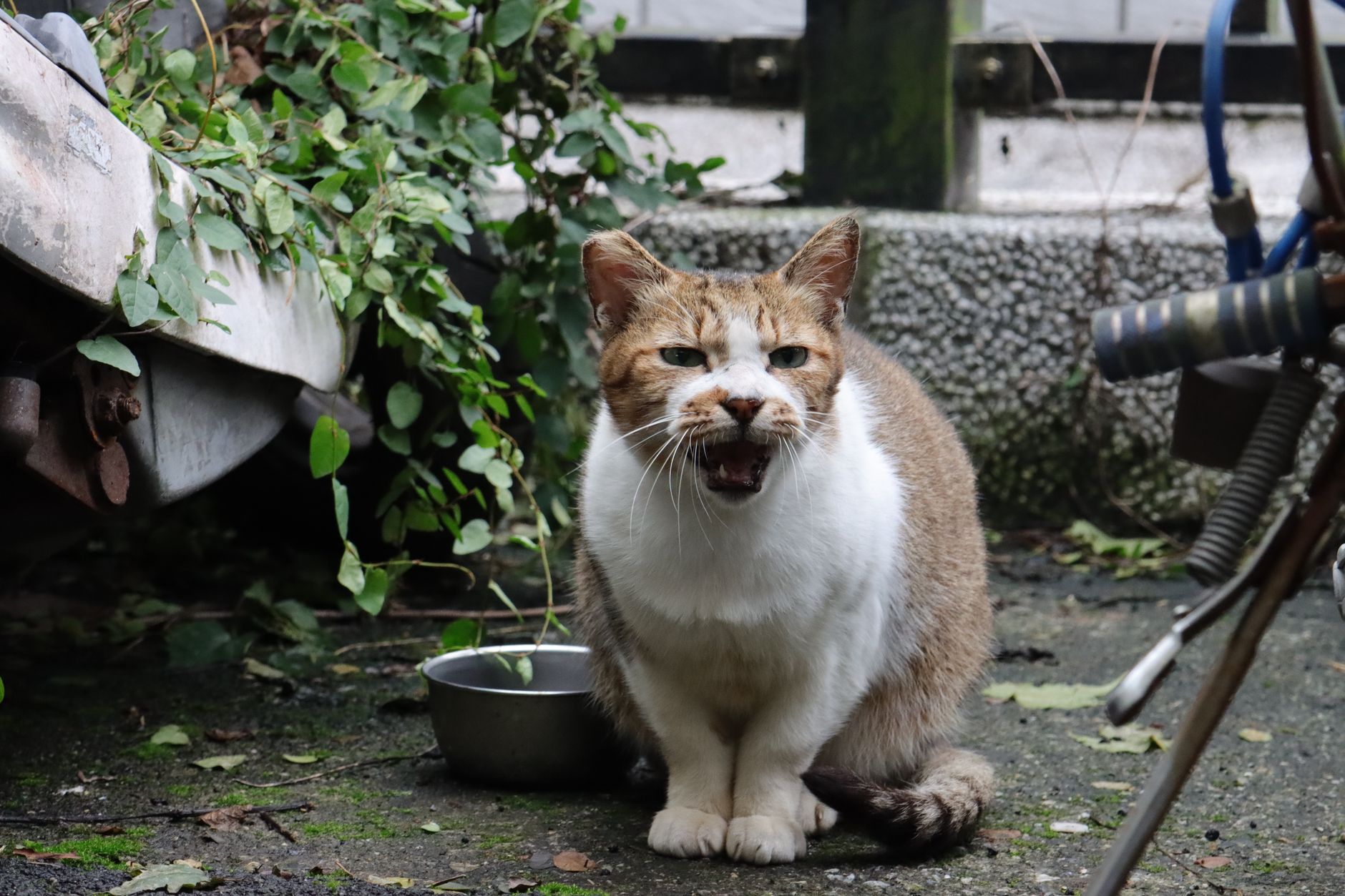 一只猫在咕噜，表情放松