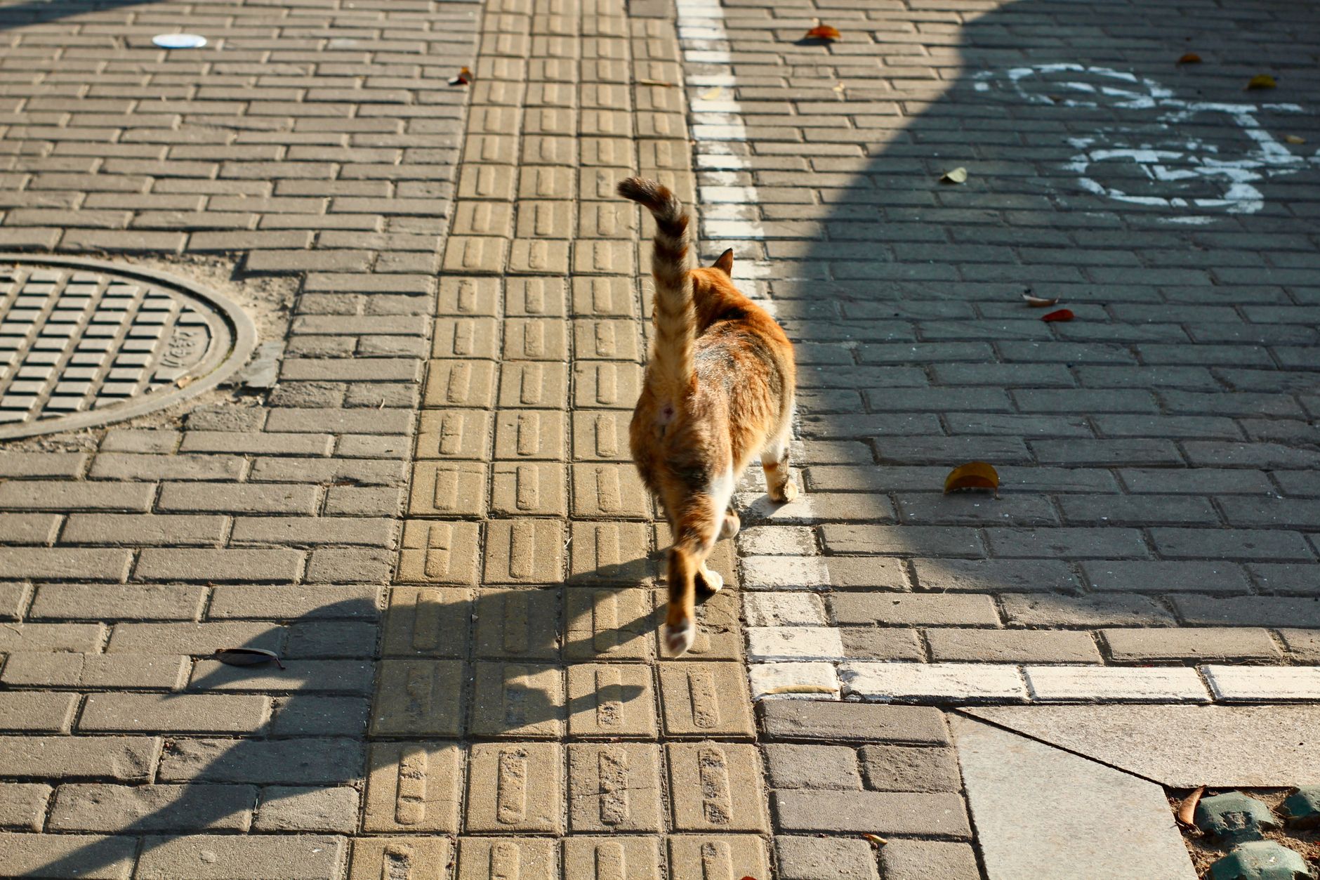 一只猫摇动尾巴的近景照片