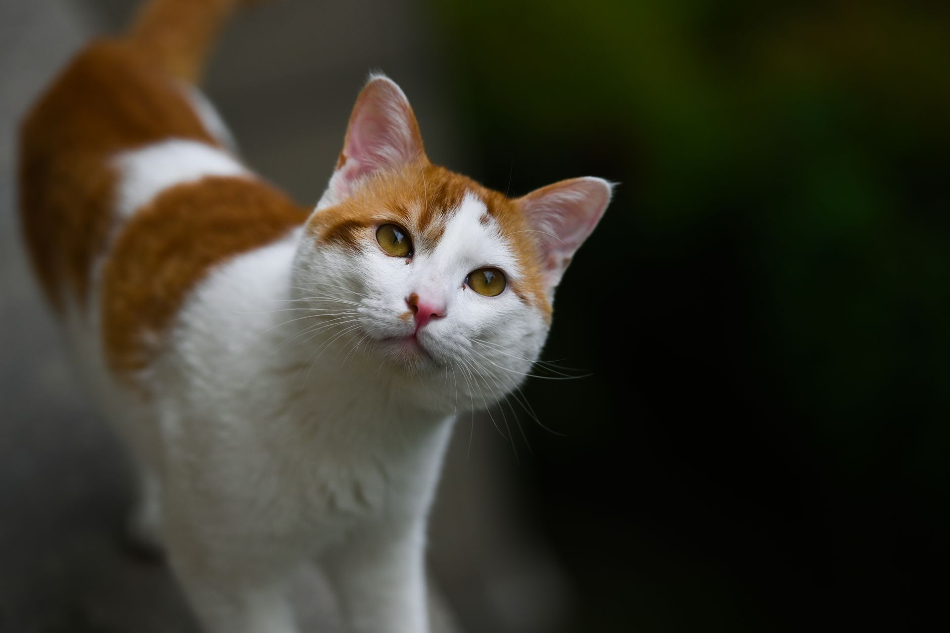 一只猫歪着头，耳朵朝前，表情专注