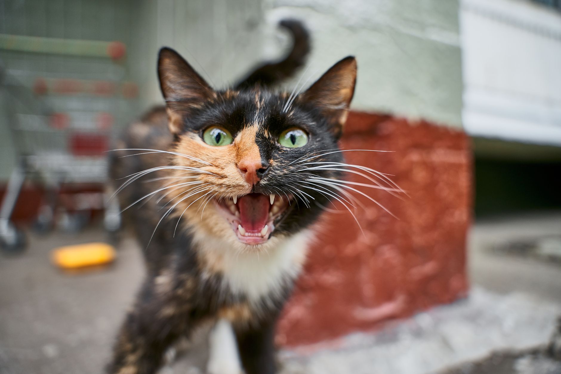 一只家猫对着人喵喵叫的特写