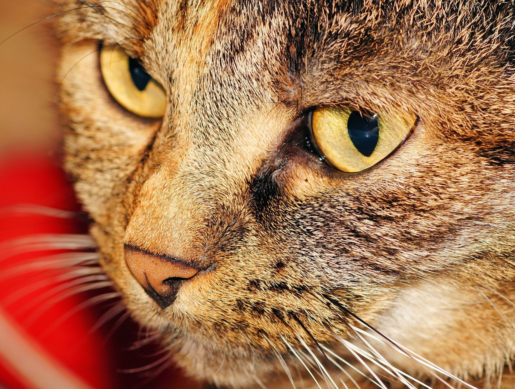 一只猫正在缓慢眨眼，表情放松