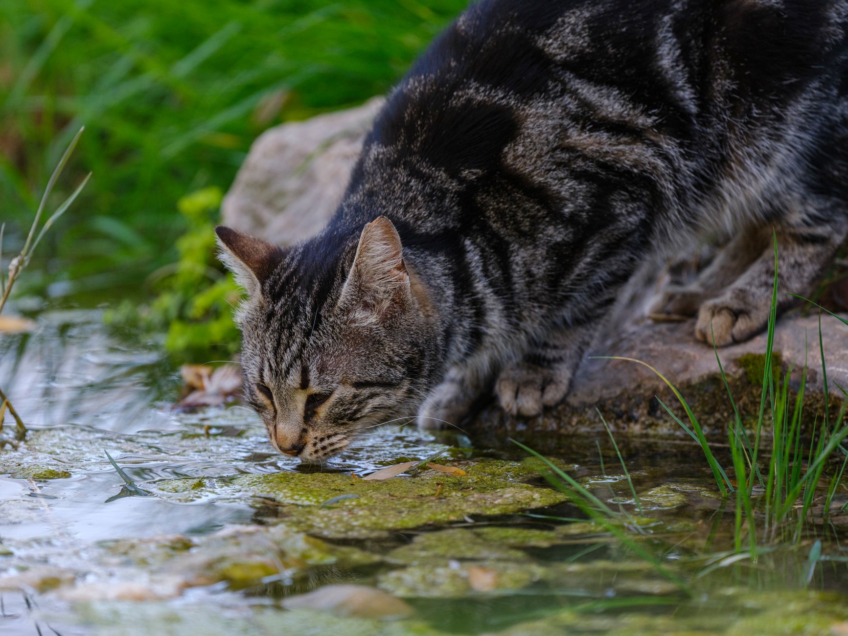 一只猫在喝水，特写舌头接触水面