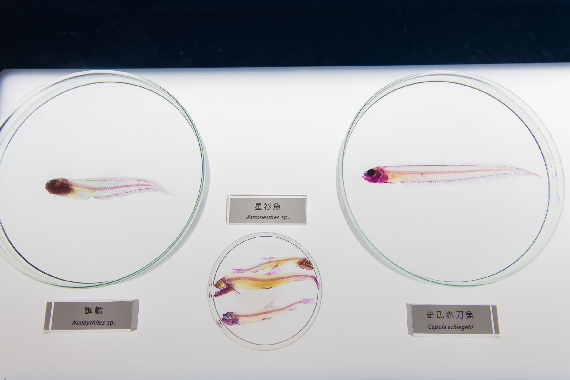 盲鳗在水中释放大量黏液，周围海水变成半透明凝胶