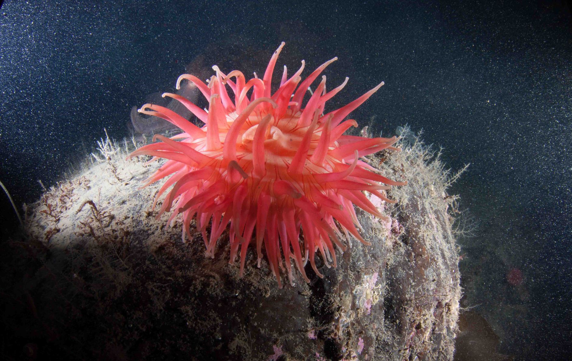 马里亚纳海沟深处的一种端足类生物