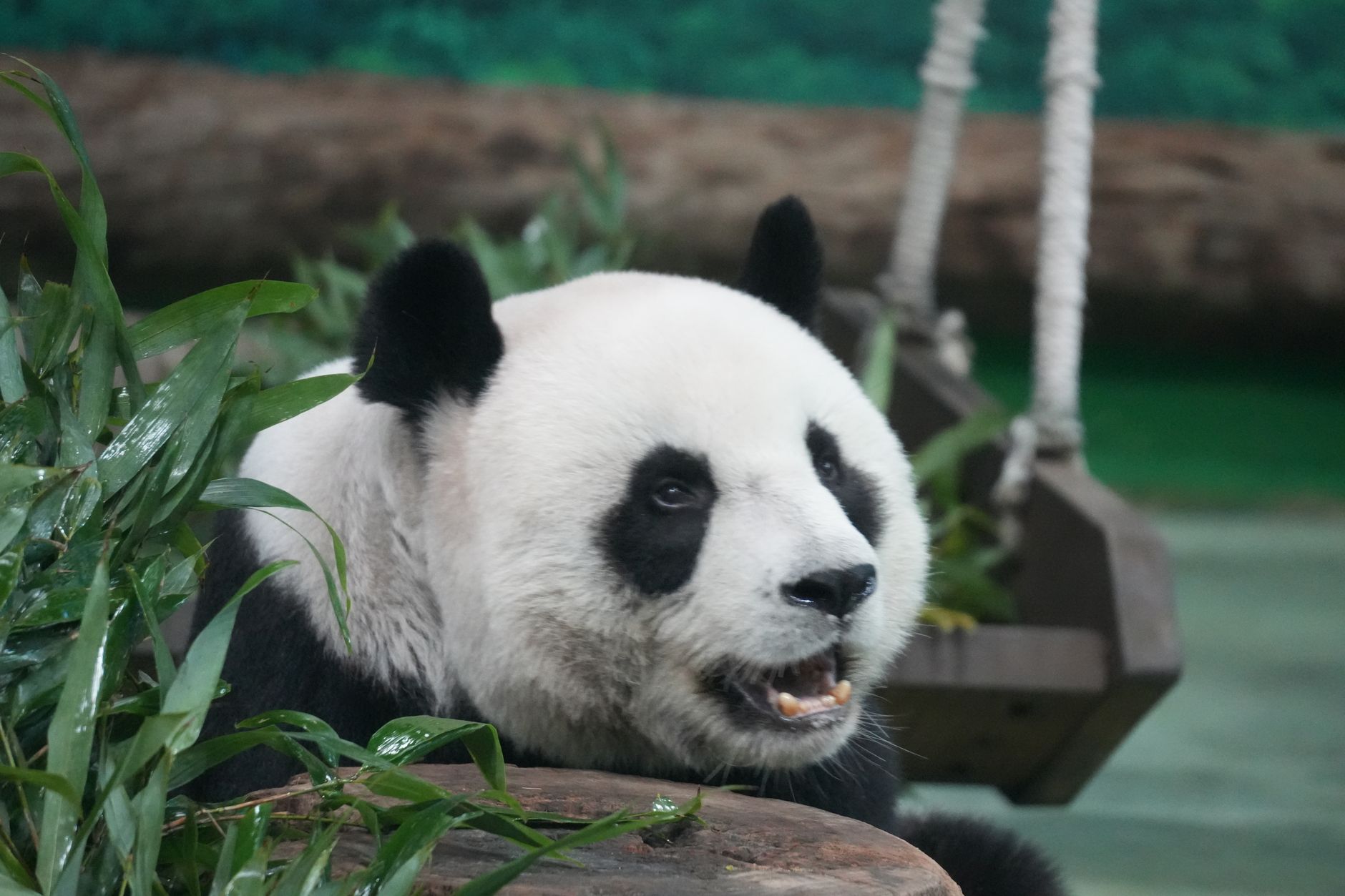 一只雌性大熊猫在圈舍中用干草筑巢，表现出怀孕迹象