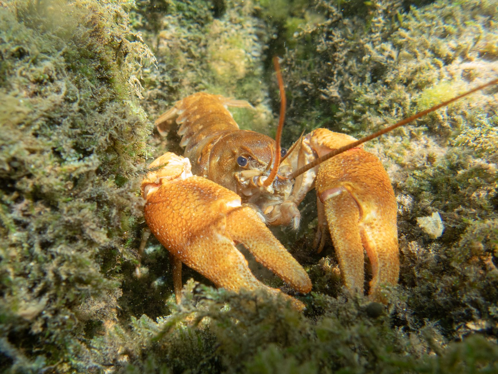 手枪虾特写，展示其巨大的螯