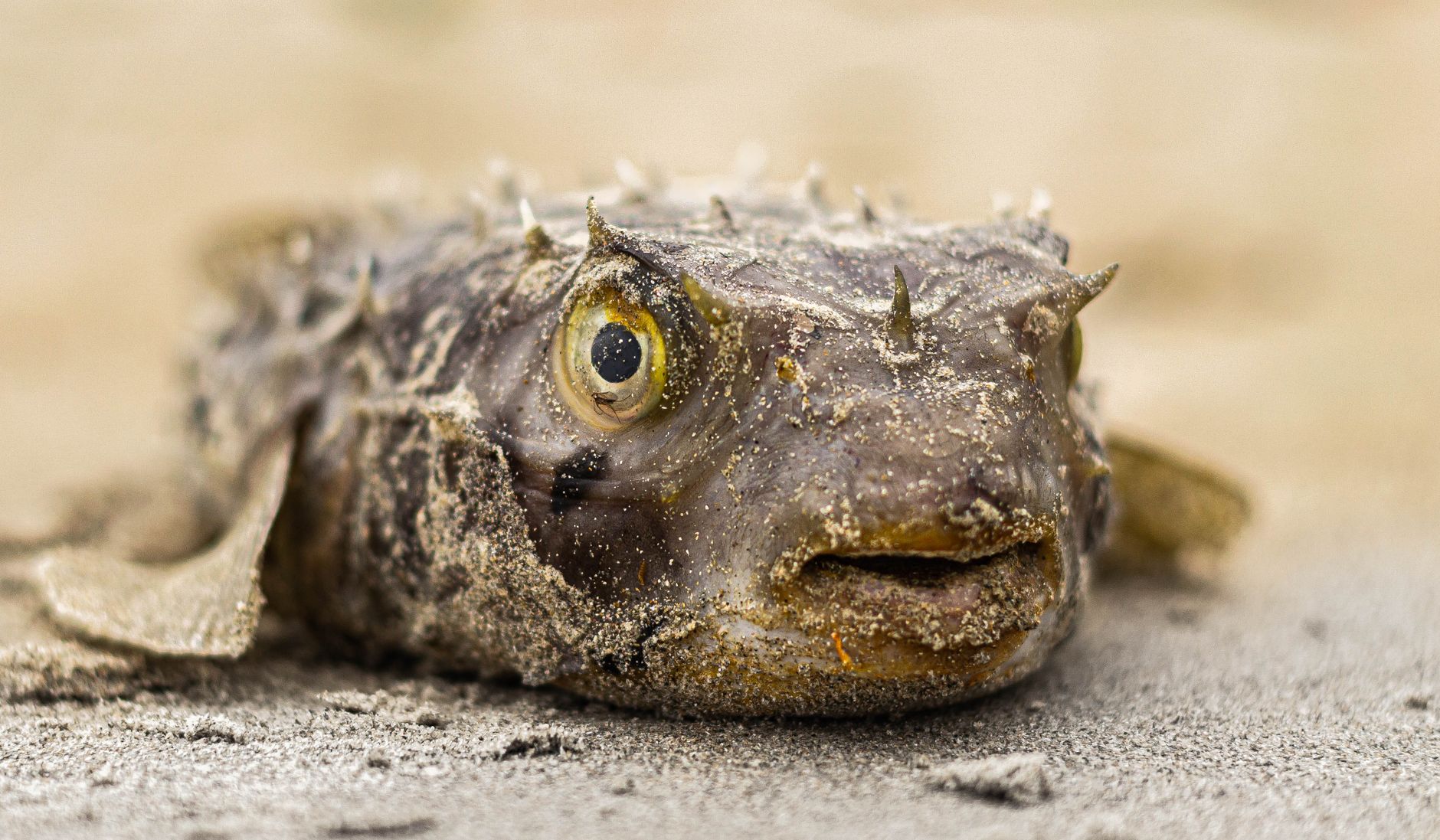 一只膨胀的河豚鱼，身上布满尖刺的特写照片
