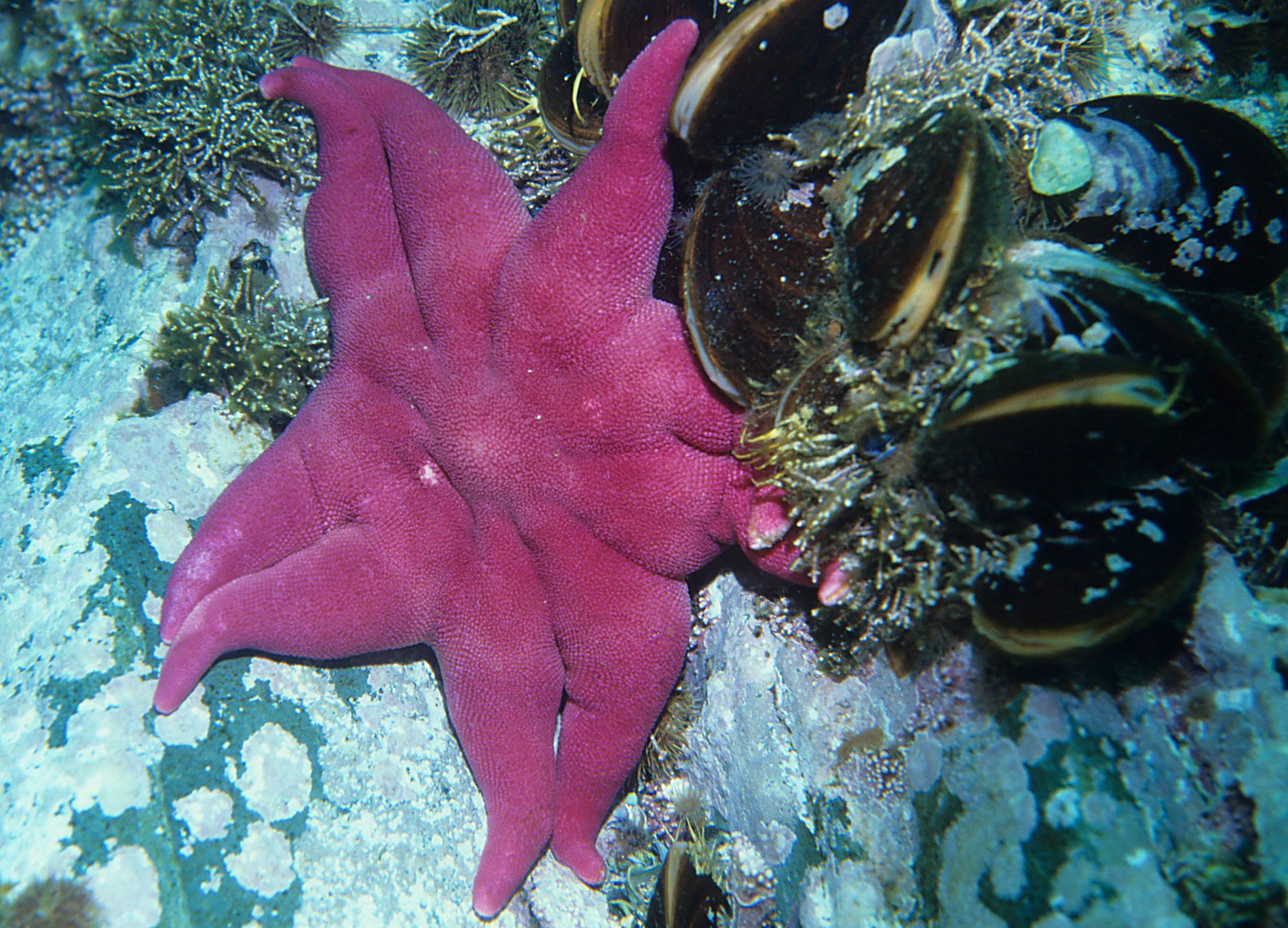 一只紫色海星躺在海底